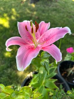 Asiatic Lilies - $5