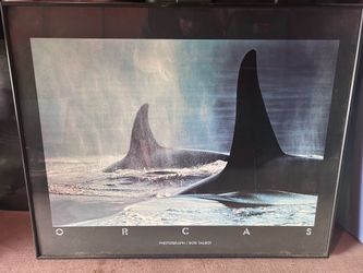 Bob Talbot Orcas Framed Photography Poster