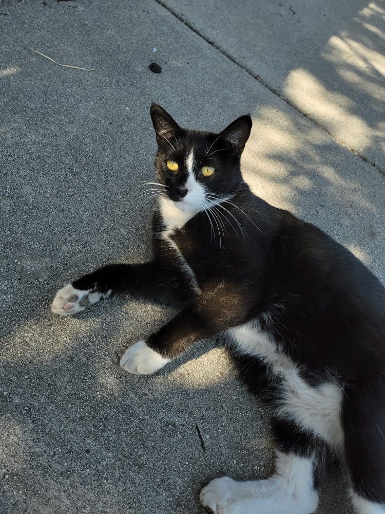 Very Friendly And Beautiful Cat