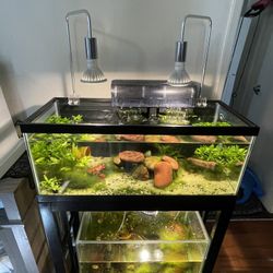 20 Gallon Long Fish Tank 