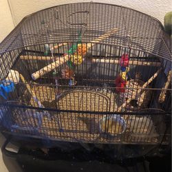 2 Grass Finch Birds , Cage and Food 