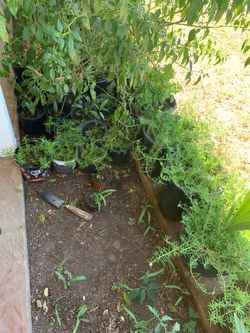 Many Sizes and Plants For Purchase
