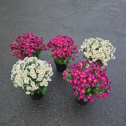 5 artificial decorative flower floral arrangements ($60 for all)