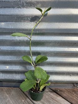 Hoya Kerrii  ‘Splash’