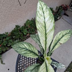 Variegated Spathiphyllum Sensation Plant $28