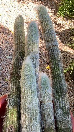 Old Man Cactus Clippings