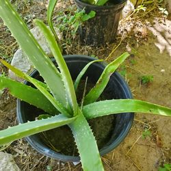 Aloe Veras