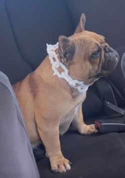 Dog chains 3d print