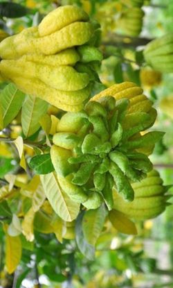 Buddha’s Hand Tree 🪴 Cây Chanh Phật Thủ