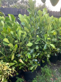Clusias in 7 gls pot. 4.5 ft tall. SPECIAL PRICE 🤩