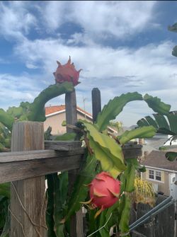 Red And White Dragon Fruit Plants