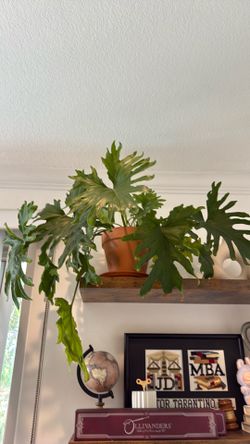 Plants