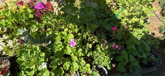 Geraniums/ geranios