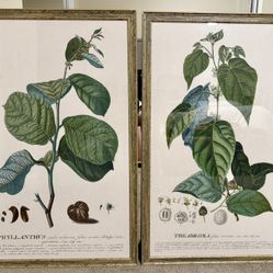 Framed Botanical Illustration Prints