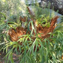 Beautiful Staghorn Very Big On Chain Hanging From Tree
