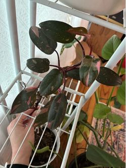 20” pink princess philodendron