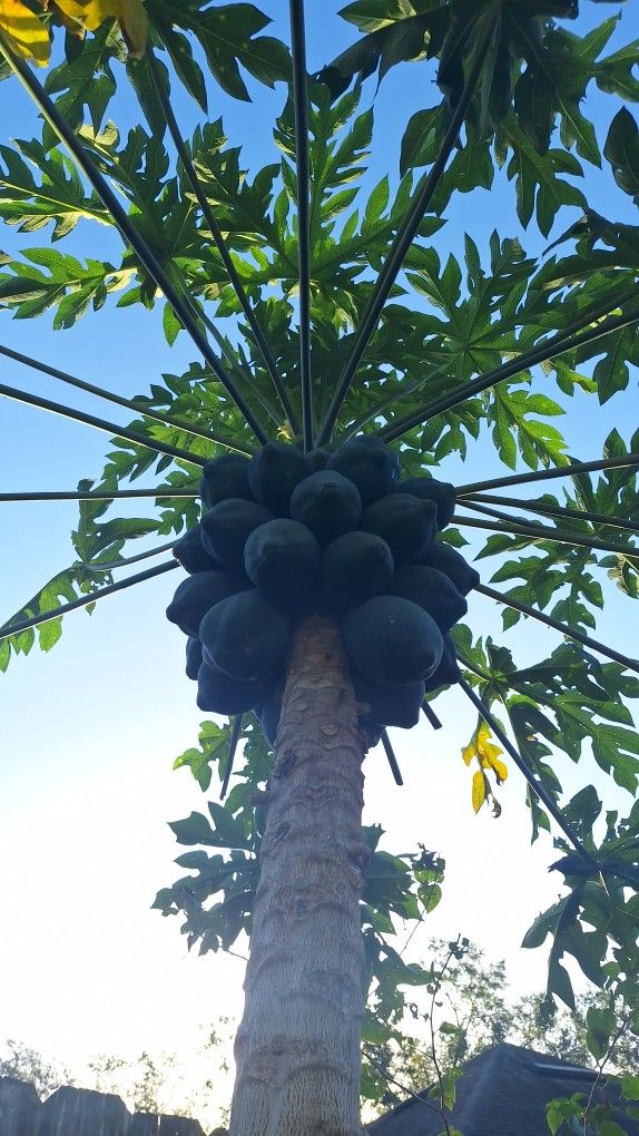 Kamiya Papaya Seeds