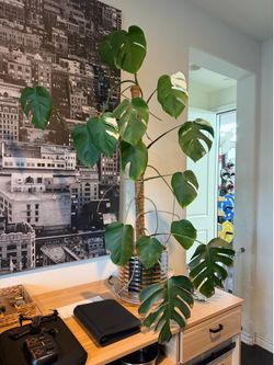 3 year old Monstera Variegated