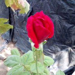 🌹Rose Plant (LongStem)