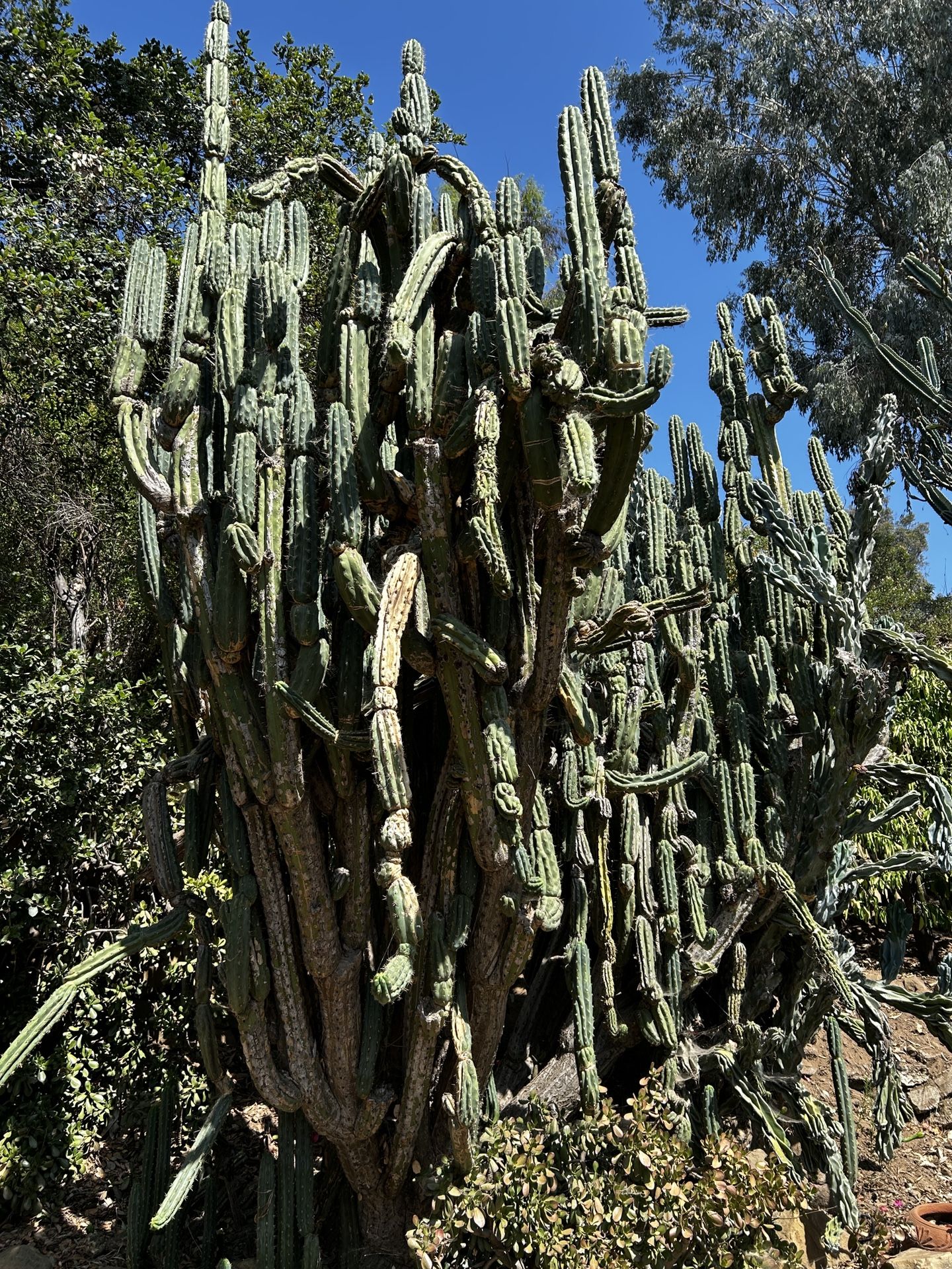 Mascaline Cactus