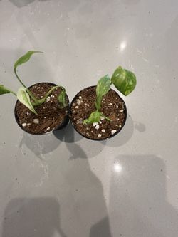Monstera Electrolyte 3” Pot