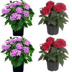 Pentas Plant 🪴 3gal