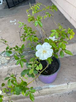 White Rose Plant