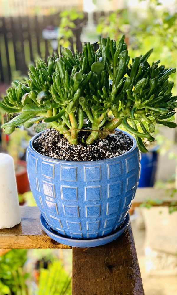 Live indoor Finger Jade succulent plant in a textured ceramic planter