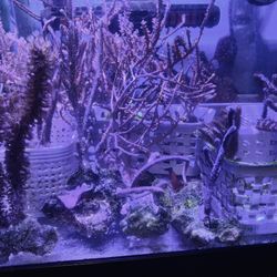 Photosynthetic Gorgonians & Green Sinularia