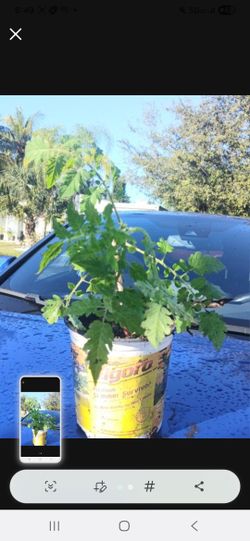 Everglades Tomato Swamp Tomato