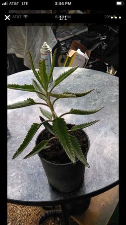 Mother of thousands succulent