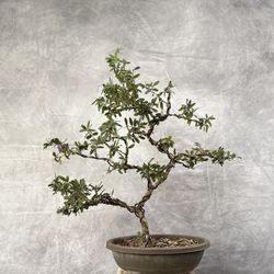 Bonsai Campanilla Azul