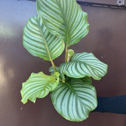 6” Calathea Orbifolia Big Leafs