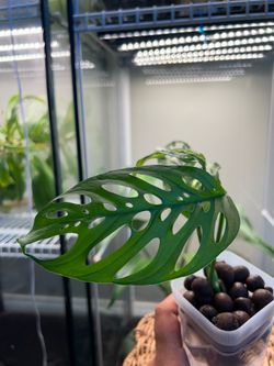 Monstera  Adansonii