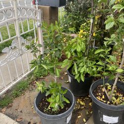 Green Lemon Plant For Sale
