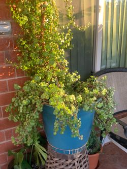 Nice And Wonderful Plants For Sale