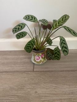 Calathea burle-marxii or Fishbone Prayer Plant)
