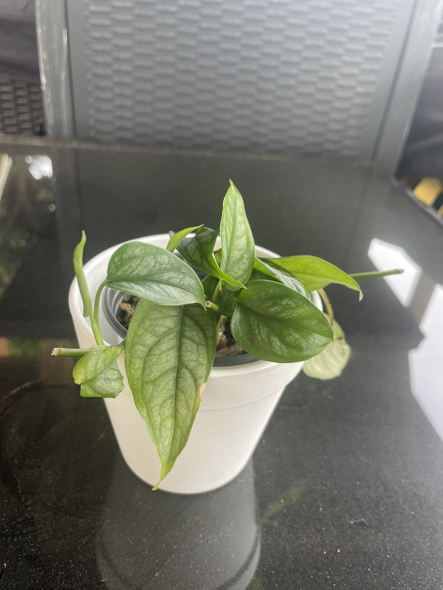 Monstera Siltepecana
