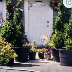 $195 Each Beautiful Spiral Boxwood Plant
