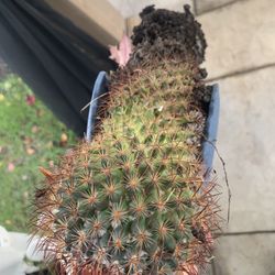 Cactus, redheaded