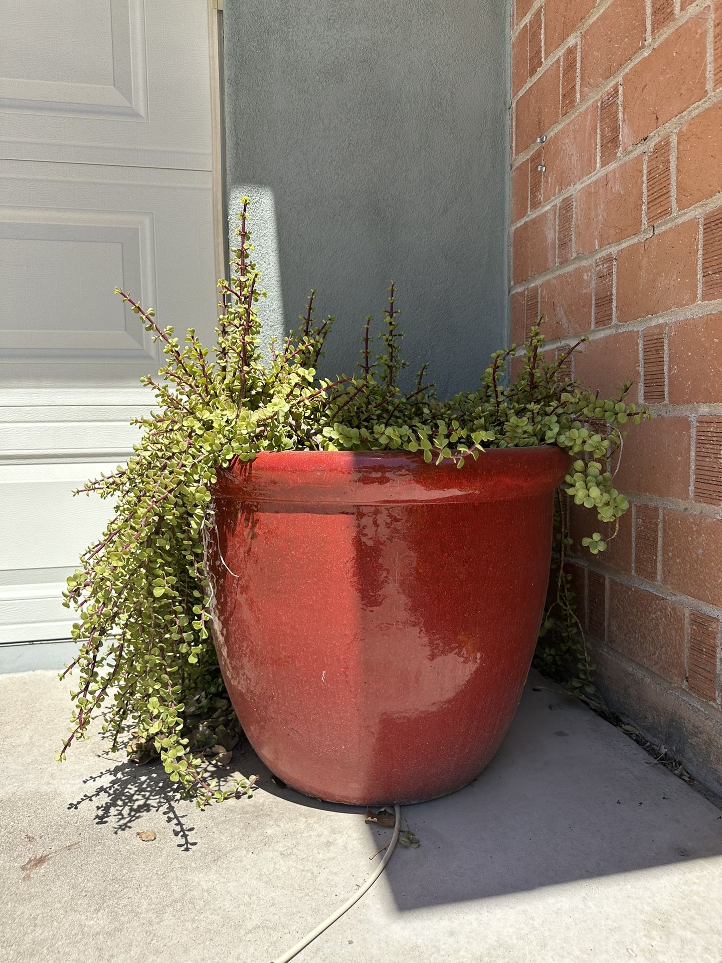 3 Red Outdoor Ceramic Pots w/ Mature Succulents