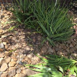 Aloe Vera Plants