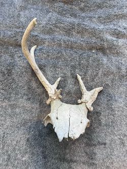 Real Whitetail Deer Skull w/ Antlers Weathered Broken Taxidermy Oddity