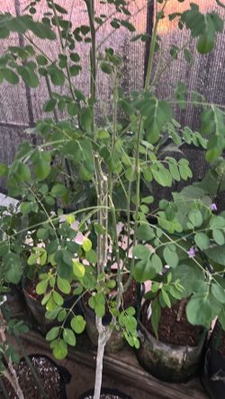 Moringa Tree over 5 feet tall in 10gal Fabric pot