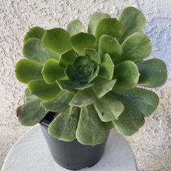 1.5 Gallon Pot Succulent Plant - Giant Aeonium Canariense - Webb & Berthel Velvet tree Aeonium - Rooted & Established - Drought Resistant 🪴 