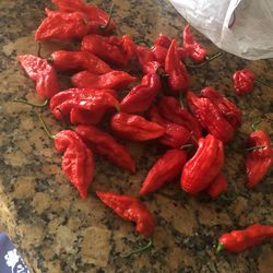 Ghost Peppers