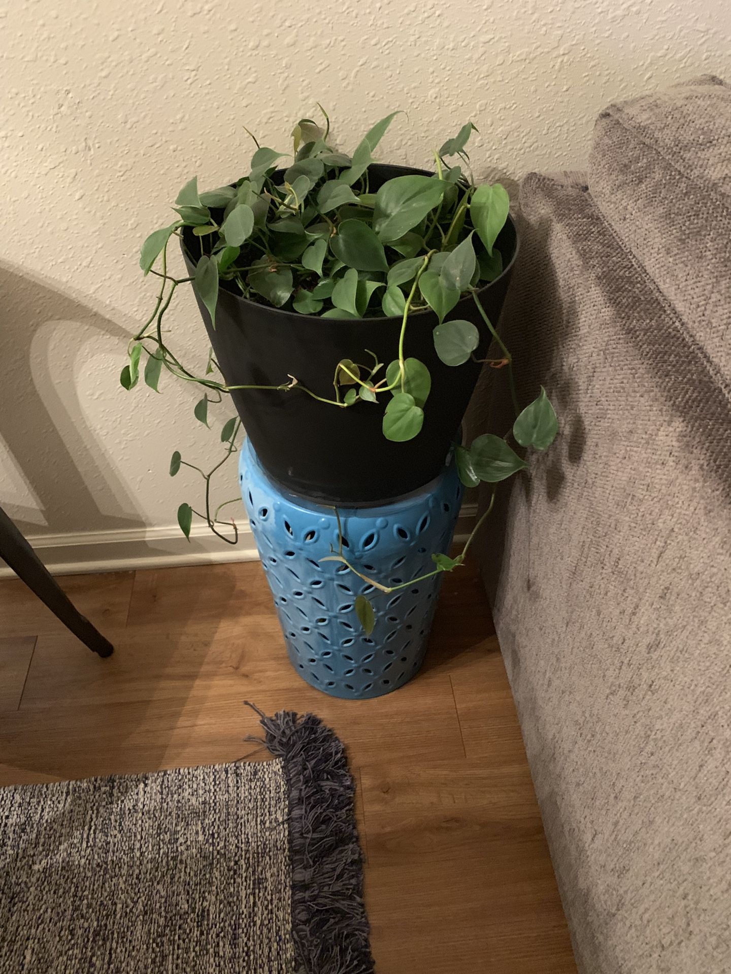 Live Indoor Plant