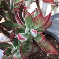 Suculent Small Plant 