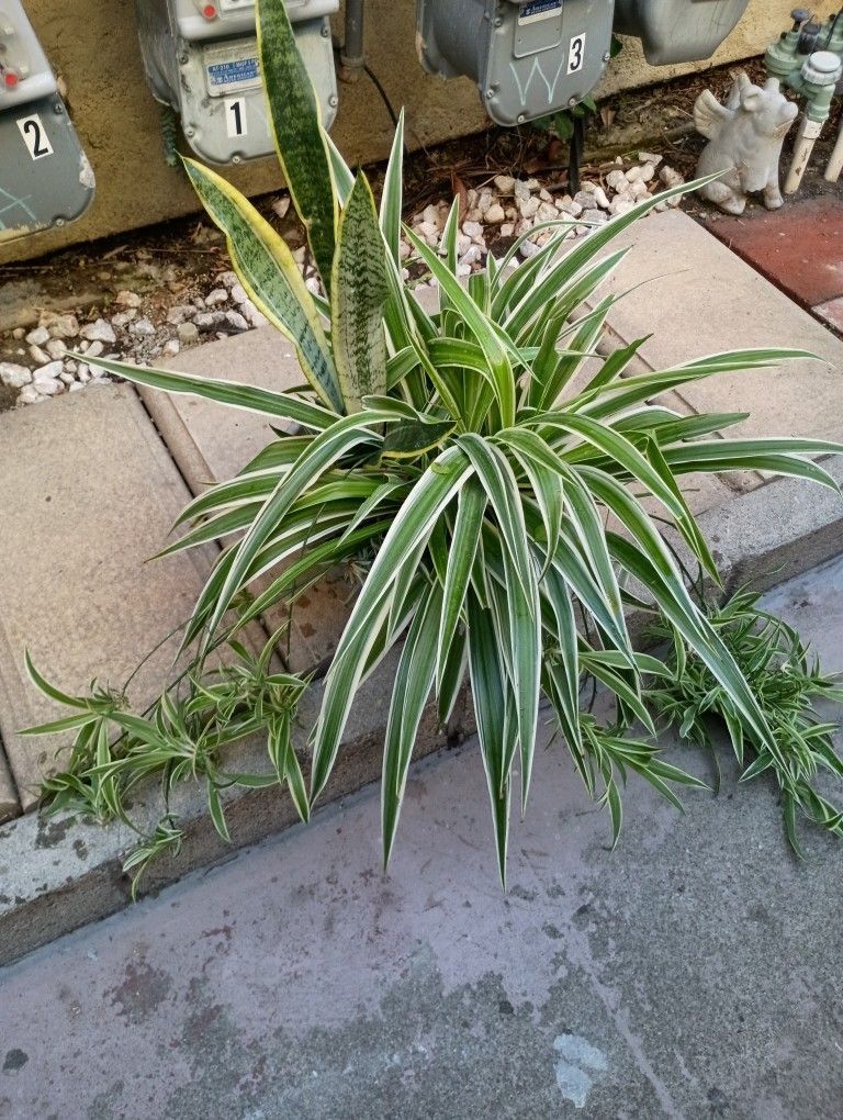 Snake And Spiders Plant