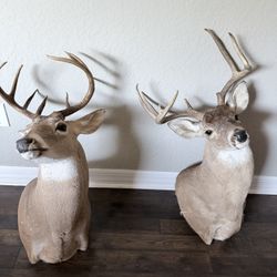 reindeer head for decoration